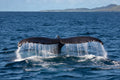 Whale Watching