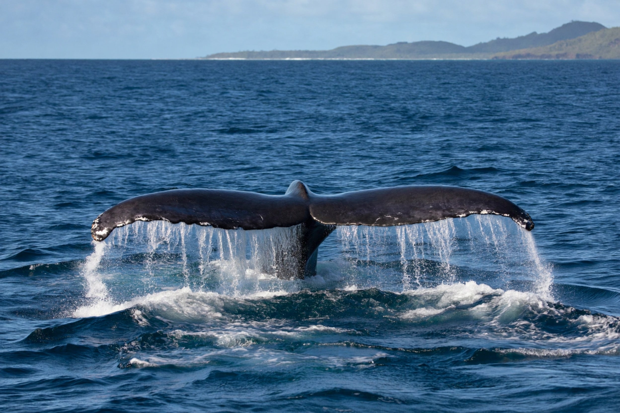 Whale Watching