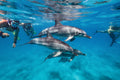 Dolphin Swim & See